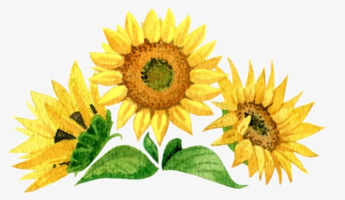 52-524174_sunflower-hd-png-download.png
