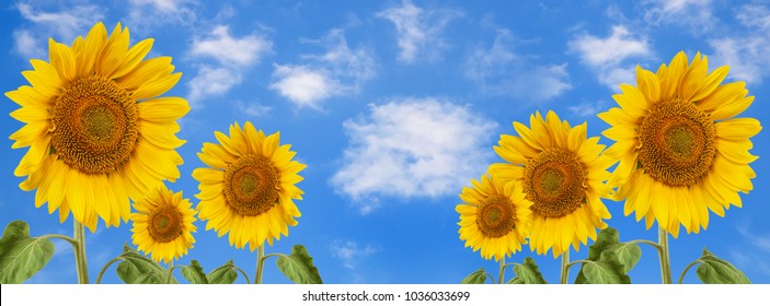banner-summertime-blue-sky-clouds-260nw-1036033699.jpg
